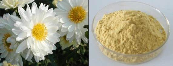 Chrysanthemum Flower Extract Powder Wtih Flavonoids, Amino Acids & Vitamins